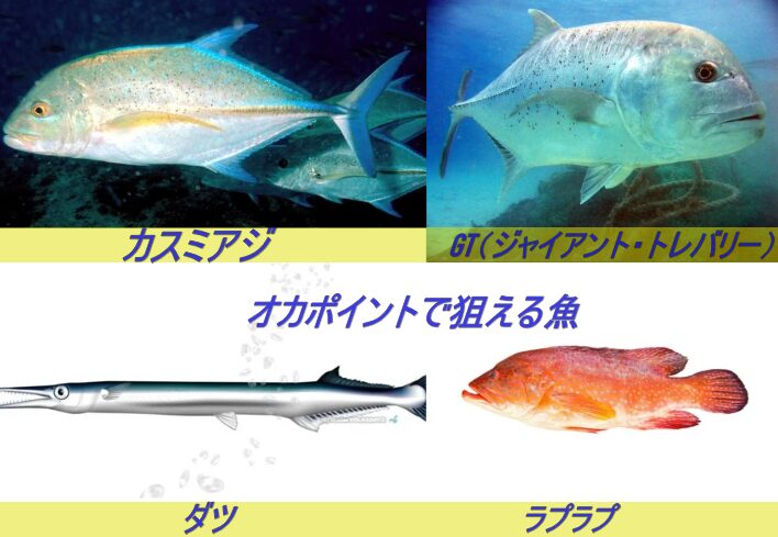 オカポイントで狙える魚の種類です。