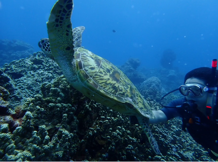 タモンの海で実際に見たウミガメです。