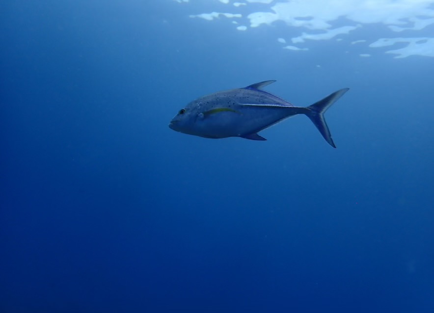 タモン沖で見られた回遊魚アジの群れ。