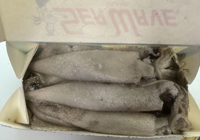 地元の人に教えてもらった餌に使うイカ