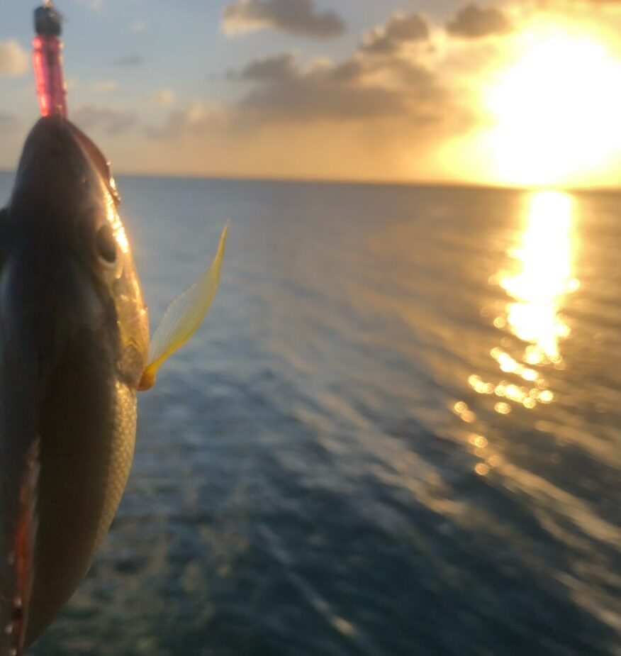 メリッソから釣れた魚。