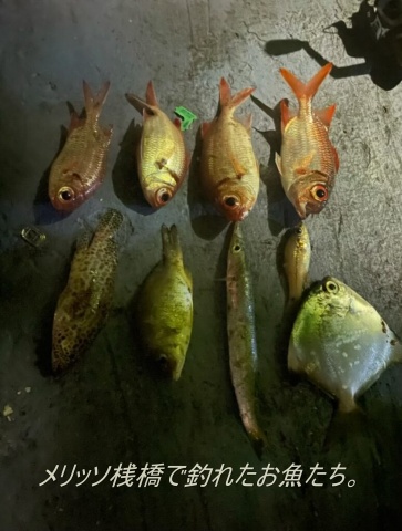 メリッソ桟橋での釣果。
