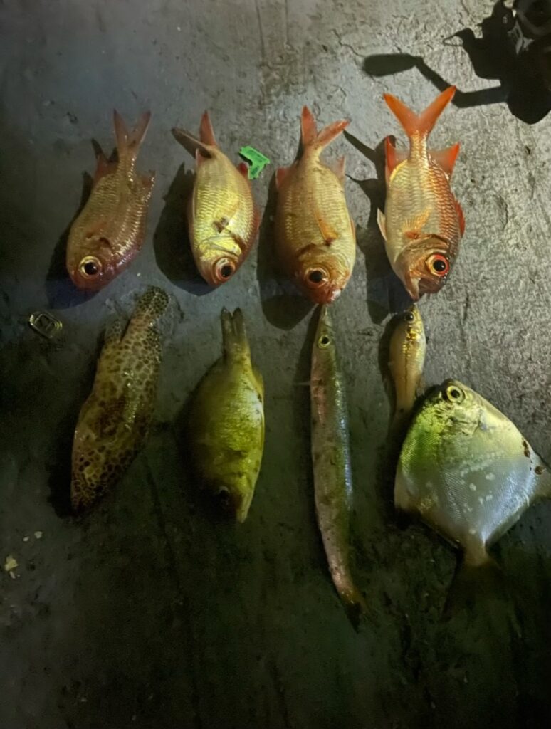 メリッソ桟橋での釣果。