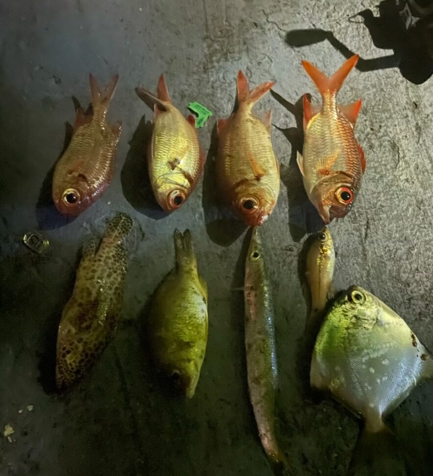 メリッソ桟橋での釣果。