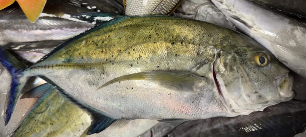 グアムでとれるカスミアジです