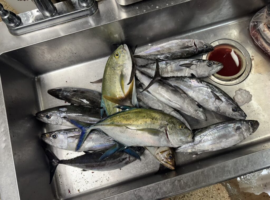 タンギソンビーチ付近でつれたさかな。