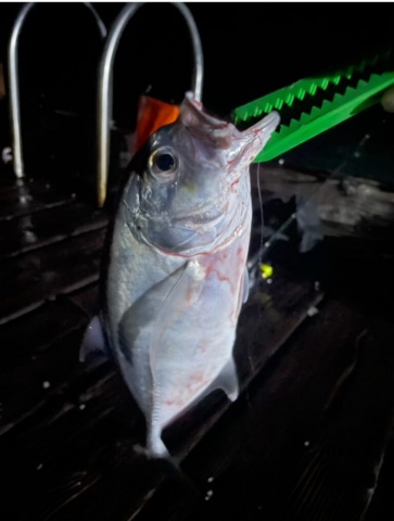 釣りあげたアジ