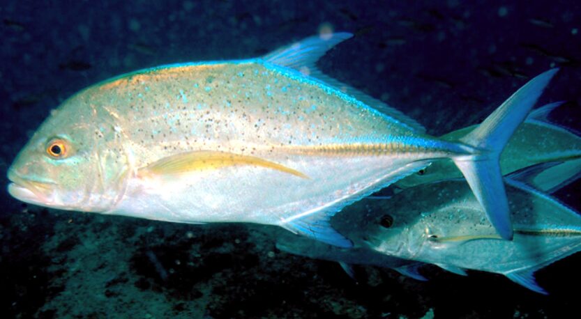 カスミアジの写真です