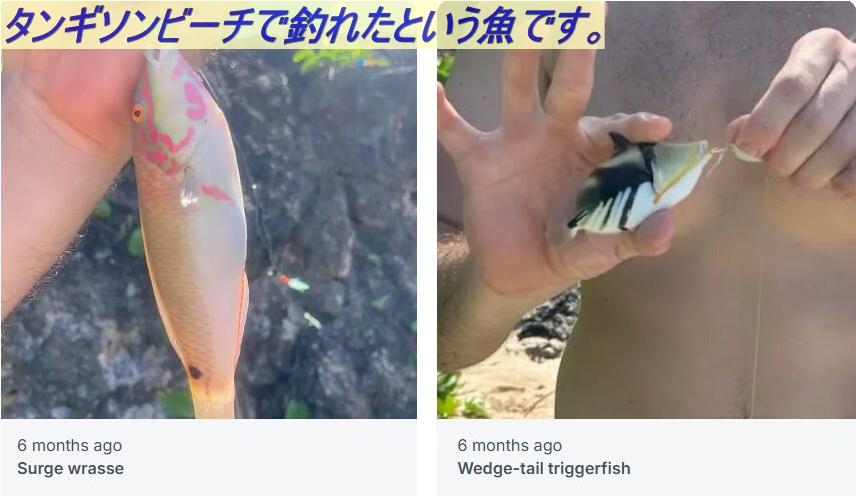 ローカルサイトでシェアされた魚。タンギソンビーチにて。