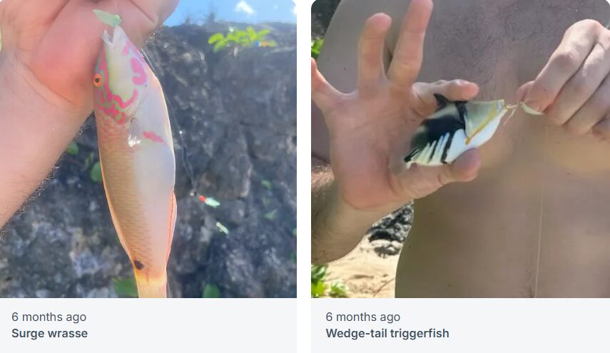 ローカルサイトでシェアされた魚。タンギソンビーチにて。