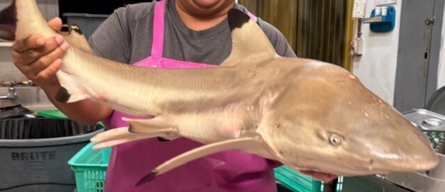 グアムで釣れたリーフシャーク。小型でも鋭い歯を持つ