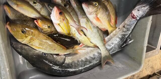 グアム近海で釣れたオニカマス（バラクーダ）