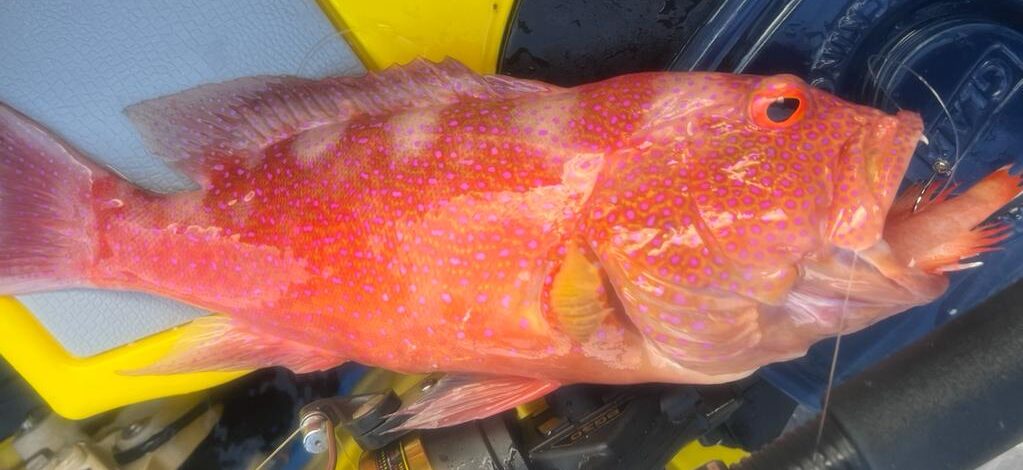 グアムでもバラハタは釣れるが食用は避けるべき