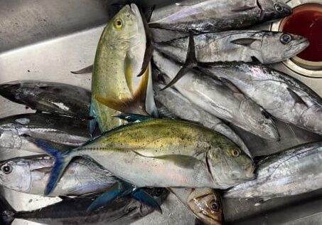 カスミアジ（中央・青い尾びれが特徴）