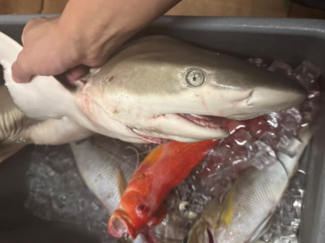 小型でも迫力のあるリーフシャーク。食味は個人的には苦手