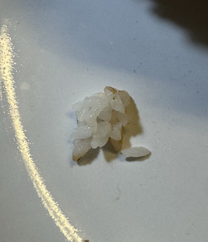 ジャックインザボックスで食べるグアム限定ロコモコバーガーに入っているご飯はこんな感じです。