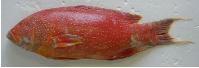 シガテラ毒リスクが高いとされるバラハタ