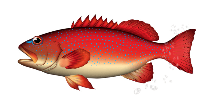 大型個体では毒報告もあるスジアラ（注意）
