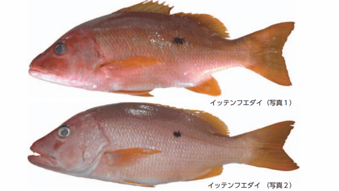 黒い一点の斑点が特徴のイッテンフエダイ