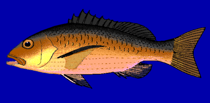 バラフエダイも主要な原因魚として各資料に記載