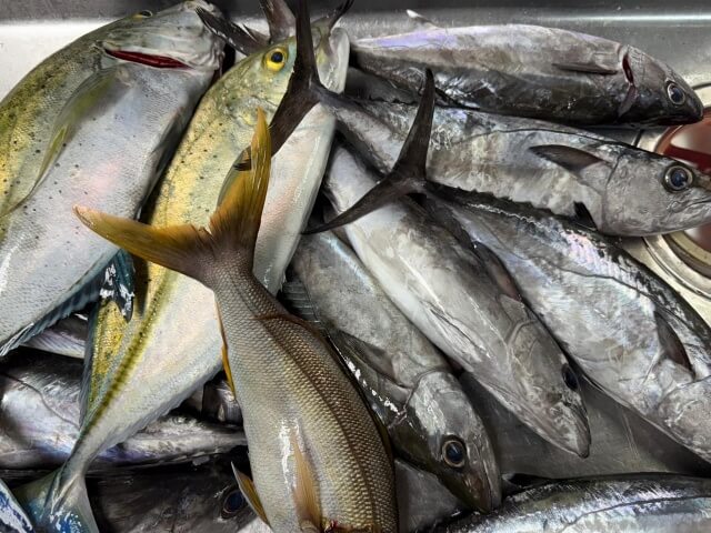 同僚がグアム沖で大量に釣り上げたイソマグロ（ドッグツナ）