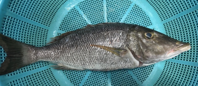 キツネフエフキ（釣果写真）