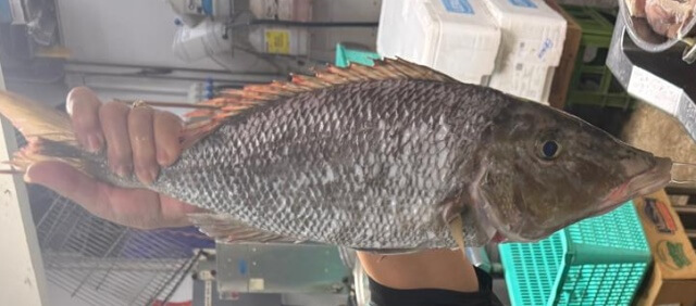 グアムで釣れたキツネフエフキ（大型個体は注意）